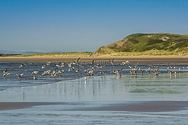 海岸,海鷗,低潮