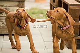 狗,小狗,花園