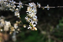 花,自然,盛開