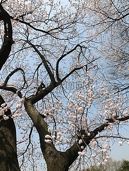 櫻花,背景,花朵