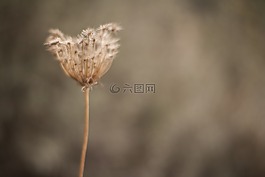花卉,黃色,春天的花朵