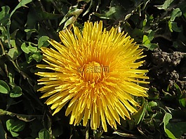 蒲公英教派 ruderalia,蒲公英,野花