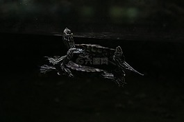 動(dòng)物,湖,爬行動(dòng)物