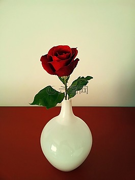 羅莎,玫瑰,花