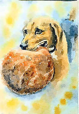 小獵犬,狗,獨(dú)奏