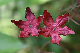 夏天的花,自然,紅色