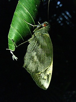 蝴蝶,昆蟲(chóng),翼