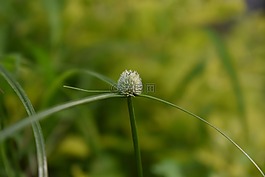 草,花,綠色