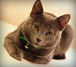 猫,灰色,动物