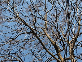 樹(shù),分支機(jī)構(gòu),秋