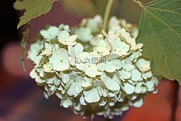 真正的雪球,白,布什