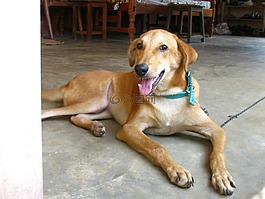 狗,動物,寵物