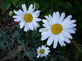雛菊,花,春