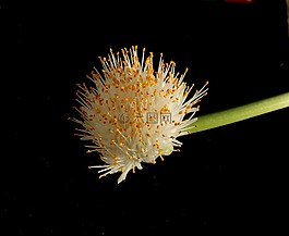 工廠,花,haemanthus