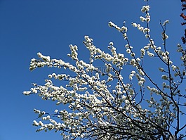 鮮花,天空,廠