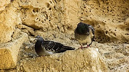 鴿子,鳥,休息