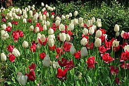 鮮花,公園,春