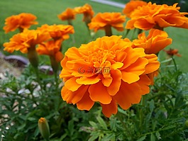 萬壽菊,花,橙色