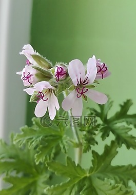 花,天竺葵,開花