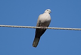 鳥,鴿子,歐亞領的鴿子