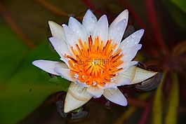 睡蓮,花,自然