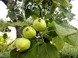 蘋果樹,蘋果,夏季