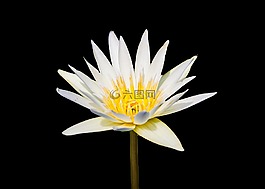 睡蓮,花,自然
