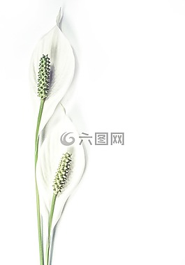 背景,盛開,植物