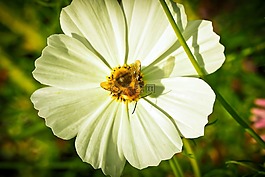 菊花,花,開花