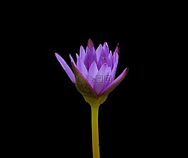 睡蓮,花,自然