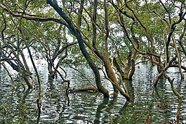 森林,水,景觀