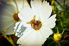 菊花,花,開花