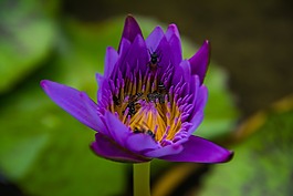 睡蓮,花,自然