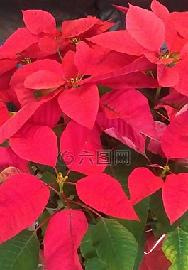 一品红,红色,圣诞节