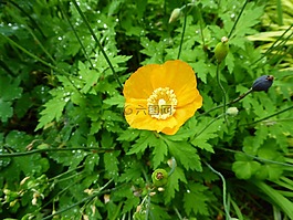 花,罌粟,春