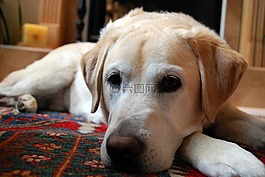 黃色的拉布拉多獵犬,狗,休息
