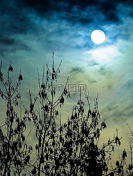 日落,天空,云