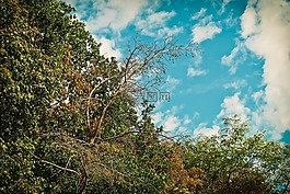 樹木,森林,性質(zhì)