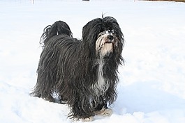 西藏小獵犬,狗,動物
