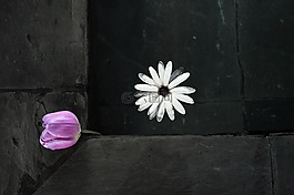 花,裝修,噴泉