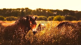 馬匹,動物,全景圖