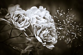 玫瑰,花,開花