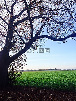土地,綠色,草地