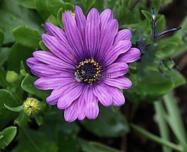花,紫色,雏菊