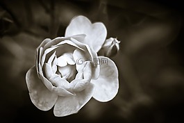玫瑰,花,開花