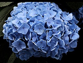 藍色,自然,花