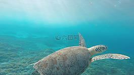 動(dòng)物,海洋,爬行動(dòng)物