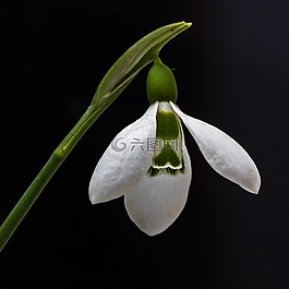 雪花莲,花卉,性质