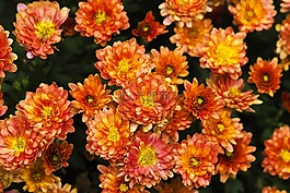 菊花,花,開花