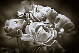 玫瑰,花,開花